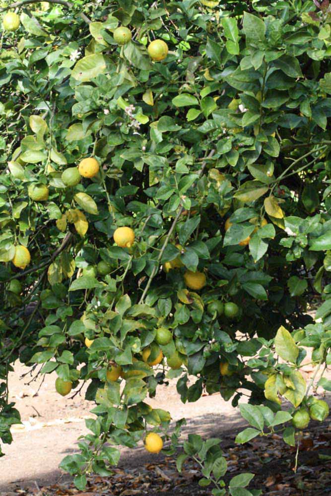            Habit (Corona Foothill, Riverside, CA)   